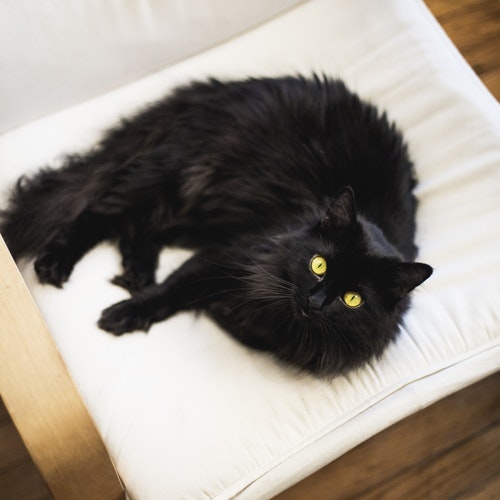 fekete macska rettenetes szemekkel