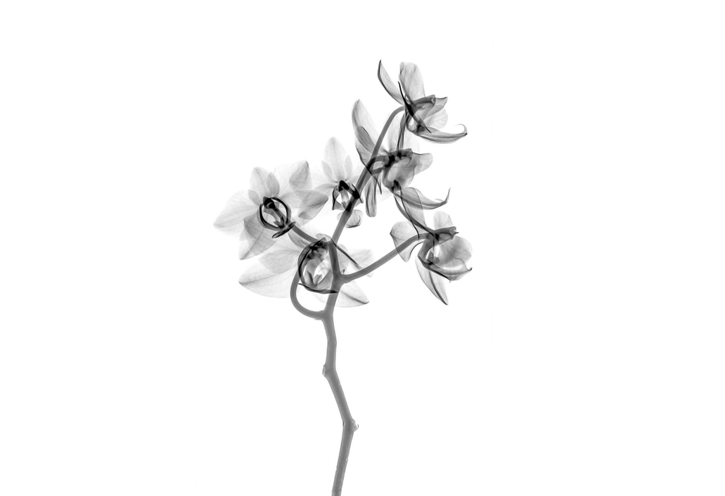 fekete fehér virág