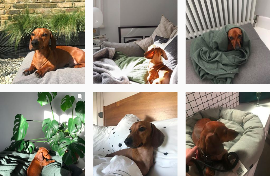 cuki kutya instagram profil