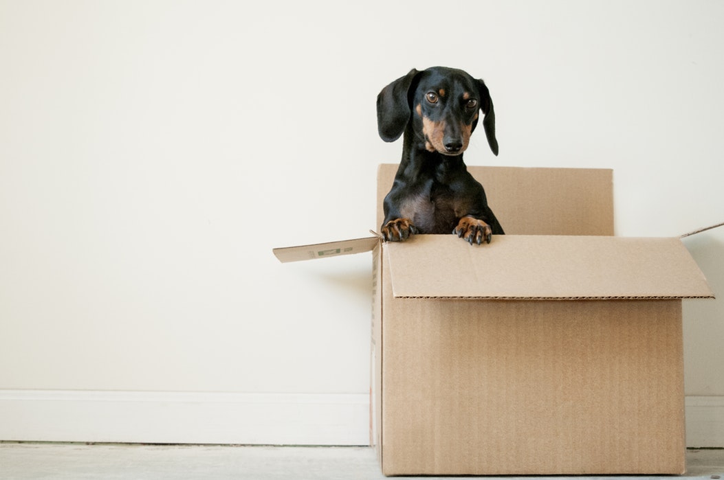 költözés cuki kutya dobozban