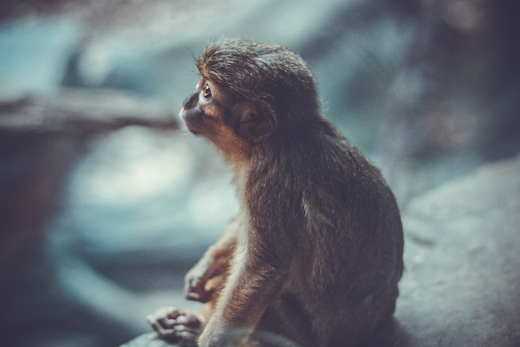 tudatos vásárlás cuki majom