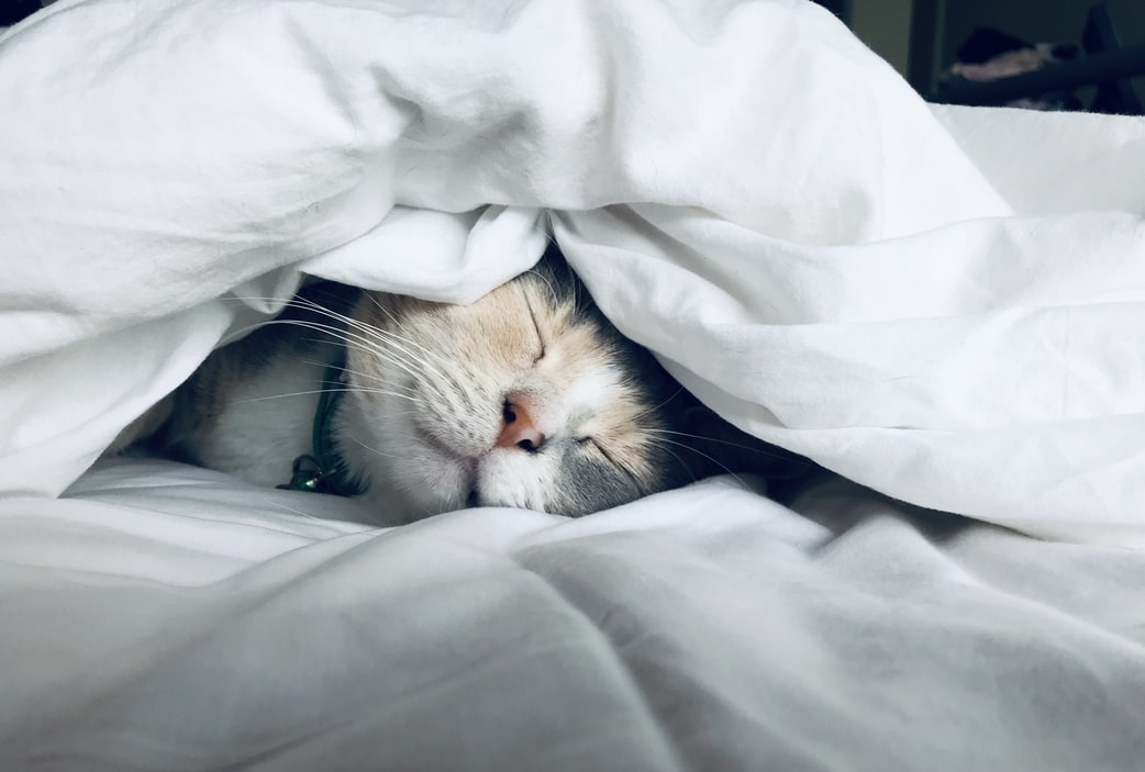 home office koronavírus szorongás teljesítési kényszer szabadidő cica lazítás